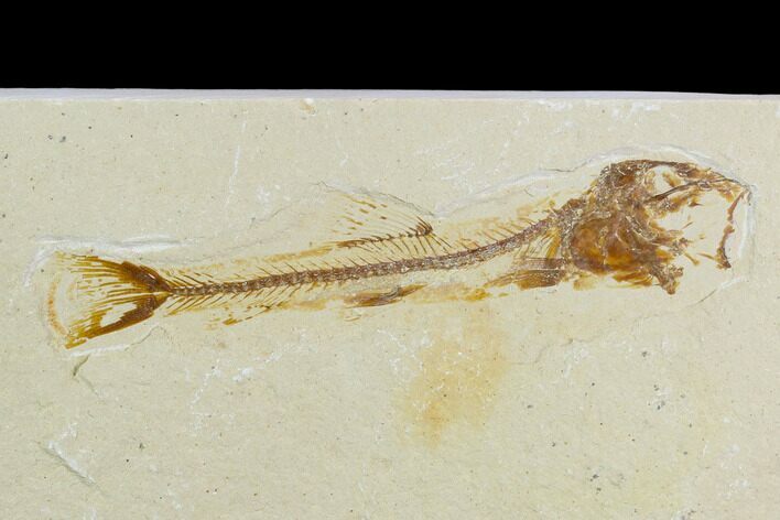 Fossil Fish (Charitosomus) - Lebanon #124008